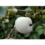 Imágenes de los usuarios Motorola Edge 30 Neo Imágenes de los usuarios Motorola Edge 30 Neo