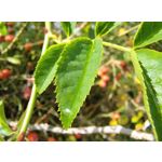 Imágenes de los usuarios Motorola Edge 30 Neo Imágenes de los usuarios Motorola Edge 30 Neo