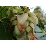 Imágenes de los usuarios Motorola Edge 30 Neo Imágenes de los usuarios Motorola Edge 30 Neo