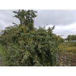 Imágenes de los usuarios Motorola Edge 30 Neo Imágenes de los usuarios Motorola Edge 30 Neo