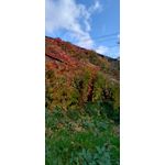 Imágenes de los usuarios Motorola Edge 30 Neo Imágenes de los usuarios Motorola Edge 30 Neo