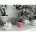 Imágenes de los usuarios Motorola Edge 30 Neo Imágenes de los usuarios Motorola Edge 30 Neo