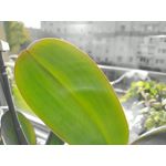 Imágenes de los usuarios Motorola Edge 30 Neo Imágenes de los usuarios Motorola Edge 30 Neo