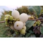 Imágenes de los usuarios Motorola Edge 30 Neo Imágenes de los usuarios Motorola Edge 30 Neo