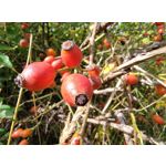 Imágenes de los usuarios Motorola Edge 30 Neo Imágenes de los usuarios Motorola Edge 30 Neo