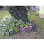 来自这款手机的图片