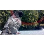 PICTURES FROM THIS PHONE