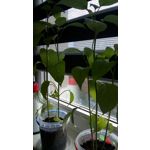 PICTURES FROM THIS PHONE