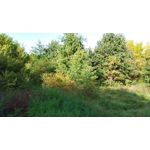 PICTURES FROM THIS PHONE