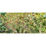 PICTURES FROM THIS PHONE