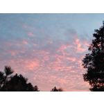 PICTURES FROM THIS PHONE