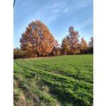 PICTURES FROM THIS PHONE