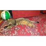 FOTO'S VAN DEZE TELEFOON