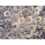 LAS FOTOS HECHAS CON ESTE TELÉFONO