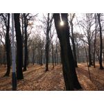 IMAGENS DESTE TELEFONE