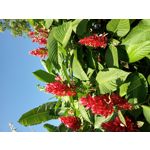 FOTO FATTE CON QUESTO TELEFONO