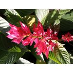 FOTO FATTE CON QUESTO TELEFONO