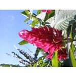 FOTO FATTE CON QUESTO TELEFONO