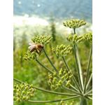 PICTURES FROM THIS PHONE