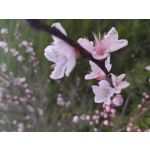 IMAGENS DESTE TELEFONE