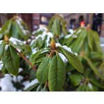 Imágenes de los usuarios Motorola Moto G200 5G Dual SIM Imágenes de los usuarios Motorola Moto G200 5G Dual SIM