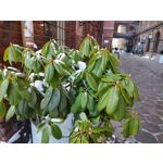 Imágenes de los usuarios Motorola Moto G200 5G Dual SIM Imágenes de los usuarios Motorola Moto G200 5G Dual SIM