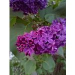 PICTURES FROM THIS PHONE