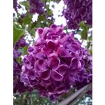 PICTURES FROM THIS PHONE