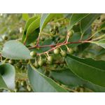 PICTURES FROM THIS PHONE