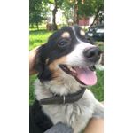 FOTO FATTE CON QUESTO TELEFONO