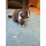 FOTO FATTE CON QUESTO TELEFONO