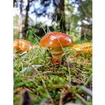 FOTOS AUS DIESEM HANDY