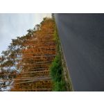 FOTOS AUS DIESEM HANDY