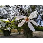 用戶照片 Motorola Moto G7 Power Dual SIM