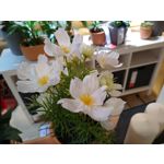 用戶照片 Motorola Moto G7 Power Dual SIM