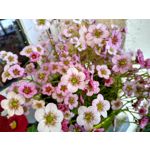 用戶照片 Motorola Moto G7 Power Dual SIM