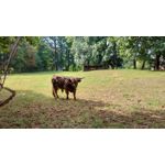 FOTO'S VAN DEZE TELEFOON