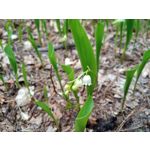 Imágenes de los usuarios Motorola Moto G8 Power Lite