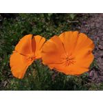 LAS FOTOS HECHAS CON ESTE TELÉFONO