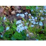 Imágenes de los usuarios Motorola Moto G8 Power Lite