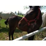 Imágenes de los usuarios Motorola Moto G8 Power Lite