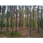 Imágenes de los usuarios Motorola Moto G8 Power Lite