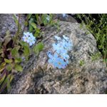 Imágenes de los usuarios Motorola Moto G8 Power Lite