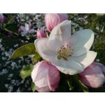 Imágenes de los usuarios Motorola Moto G8 Power Lite