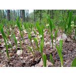 Imágenes de los usuarios Motorola Moto G8 Power Lite