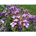 LAS FOTOS HECHAS CON ESTE TELÉFONO