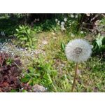 LAS FOTOS HECHAS CON ESTE TELÉFONO