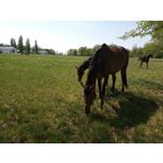 Imágenes de los usuarios Motorola Moto G8 Power Lite