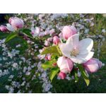 Imágenes de los usuarios Motorola Moto G8 Power Lite