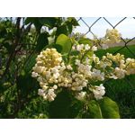 LAS FOTOS HECHAS CON ESTE TELÉFONO